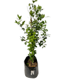 Citrus - Naartjie - Empress 20L