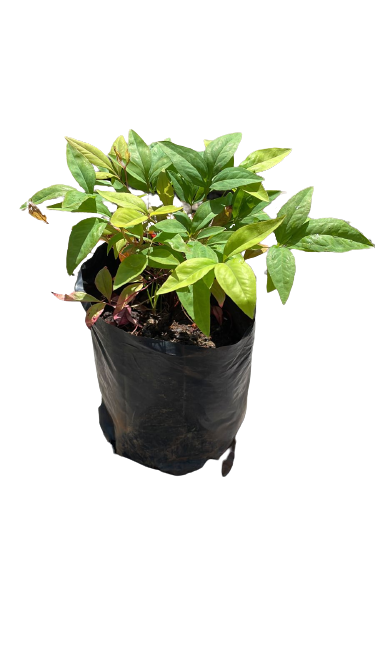 Nandina Pygmaea 4L