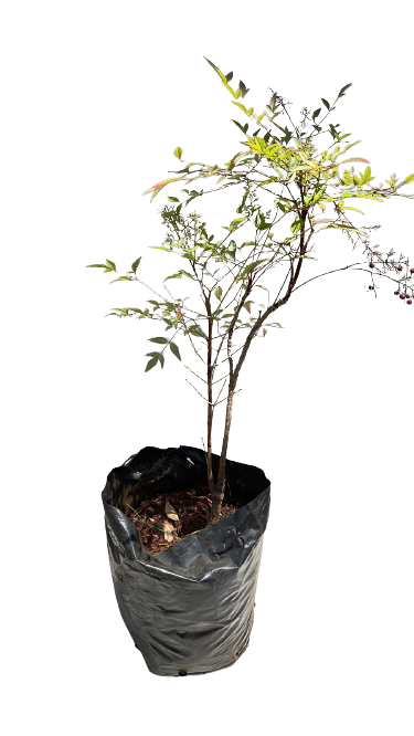 Nandina Domestica 10L