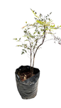 Nandina Domestica 10L