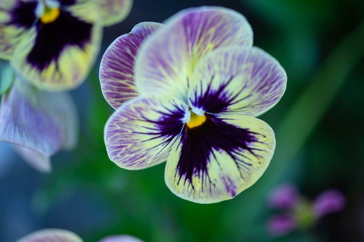 Pansy - 6 Pack Seedling Tray