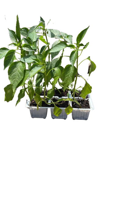 Paprika - 6 Pack Seedling Tray