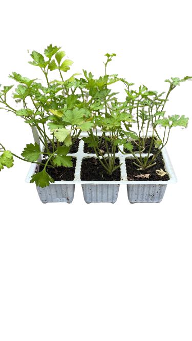 Parsley Flat Leaf 6 Pack Seedling Tray