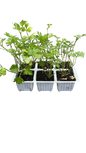 Parsley Flat Leaf 6 Pack Seedling Tray