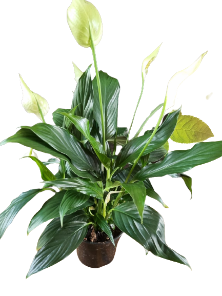 Spathiphyllum wallisii 'Chopin' - 14cm