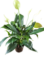 Spathiphyllum wallisii 'Chopin' - 14cm