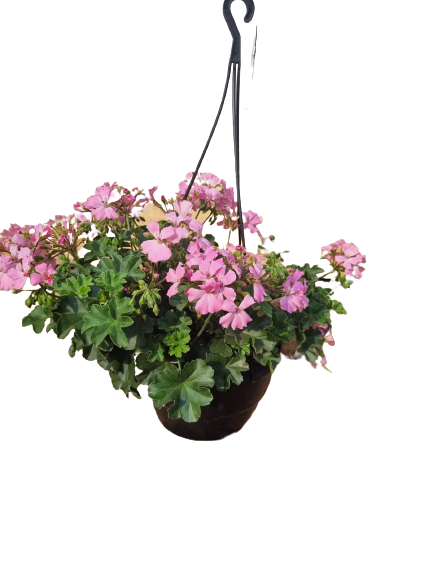 Pelargonium Peltatum ' Marcada' 20cm Hanging Basket