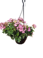 Pelargonium Peltatum ' Marcada' 20cm Hanging Basket