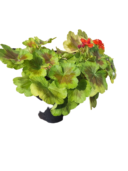 Pelargonium 'Occold Shield' - 15cm