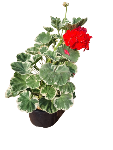 Pelargonium 'Wilhelm Languth' 15cm