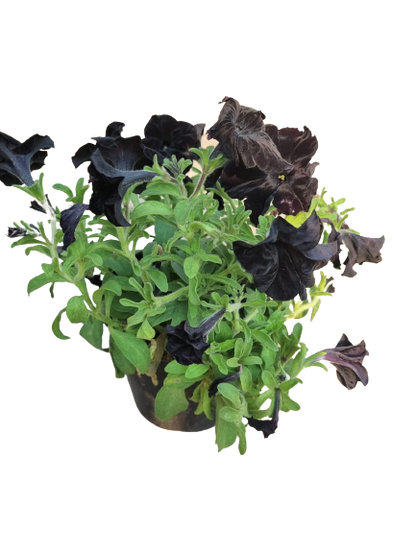 Petunia Assorted 15cm