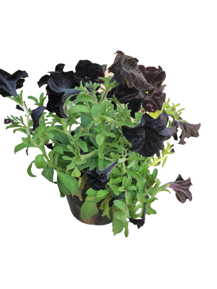 Petunia Assorted 15cm