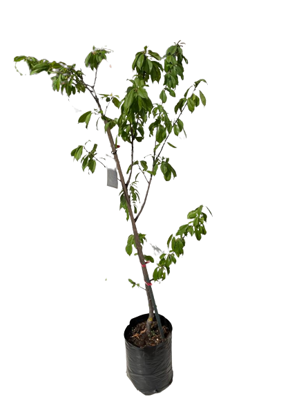 Fire Pearl Nectarine 20L