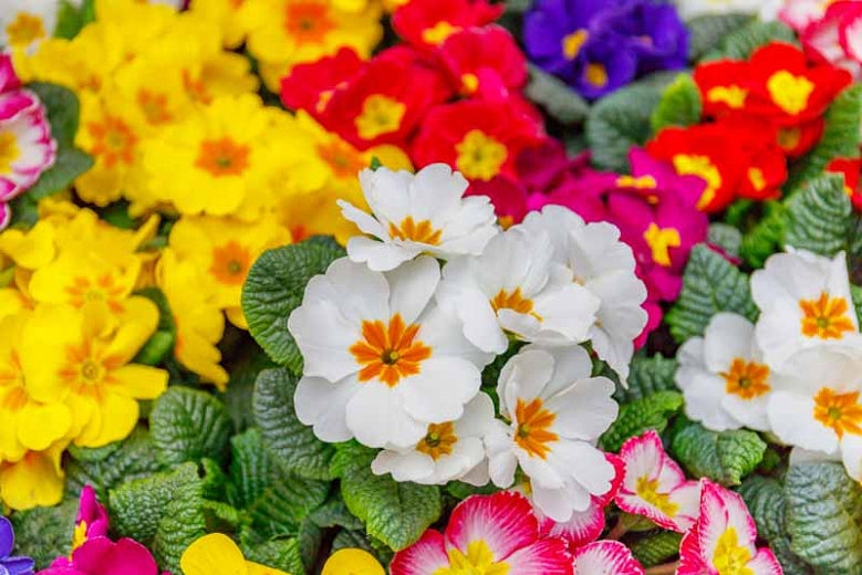 Primula -Seedling Tray