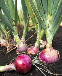 Red Onion Creoli 6 Pack Seedling Tray