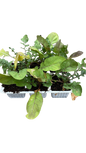 Rocket 6 Pack Seedling Tray