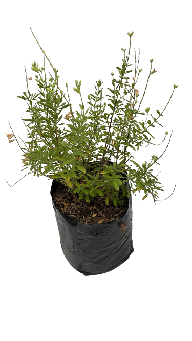Salvia White 10L