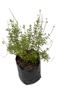 Salvia White 10L