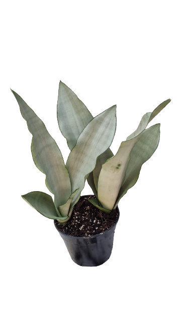 Sansevieria Hahnii White 14cm