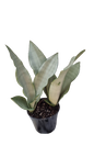 Sansevieria Hahnii White 14cm