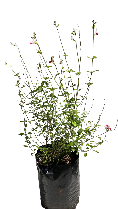 Salvia Hot Lips 10L
