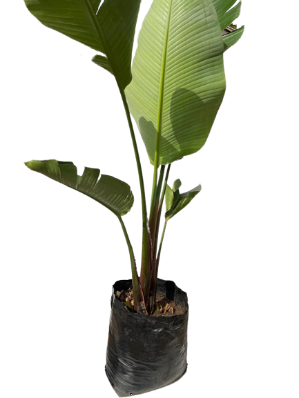 Strelitzia Nicolai - 40L