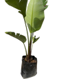 Strelitzia Nicolai - 40L