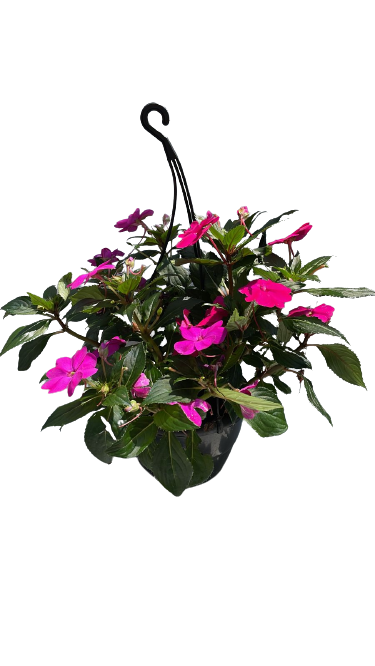 Impatiens 'Sun Harmony' Various Pots