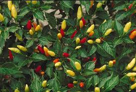 Tobasco Pepper 6 Pack Seedling Tray