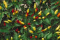 Tobasco Pepper 6 Pack Seedling Tray