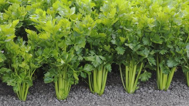 Celery Tall Utah - 6 Pack Seedling Tray
